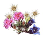 Alpenblumen